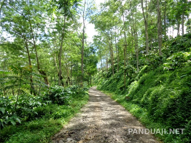 kawasan perkebunan kawisari