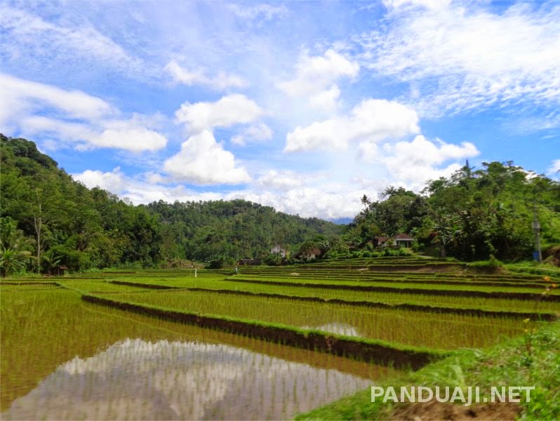 pemandangan sawah di daerah desa Semen