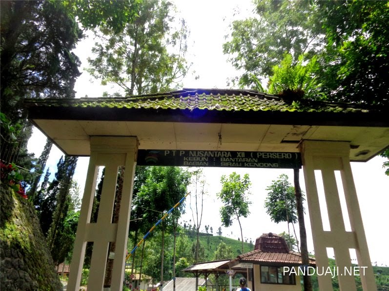 Pintu Masuk Perkebunan Teh Sirah Kencong