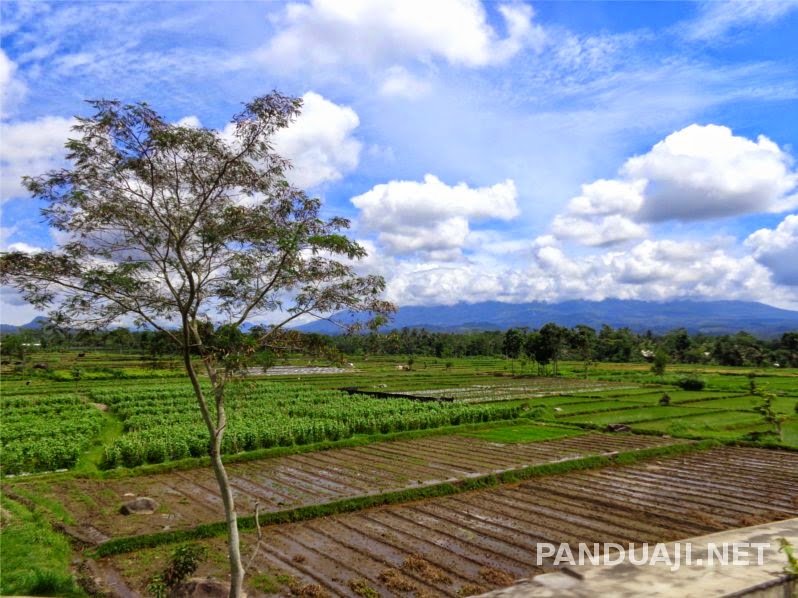 Pemandangan sawah di daerah ngaringan