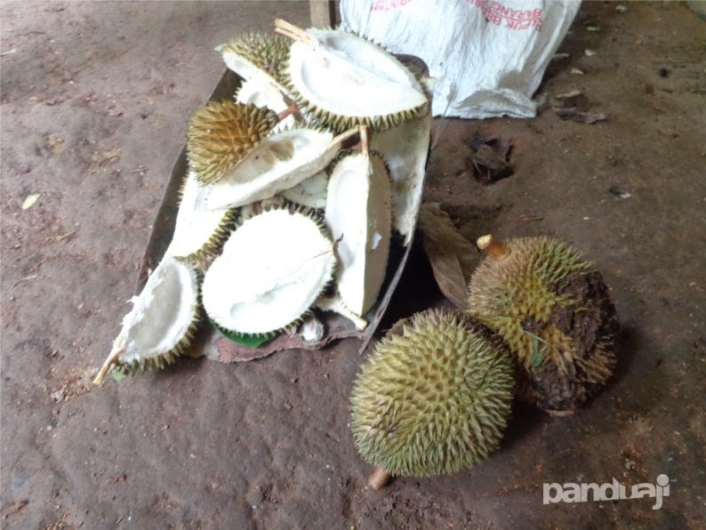 Panen durian di pacitan