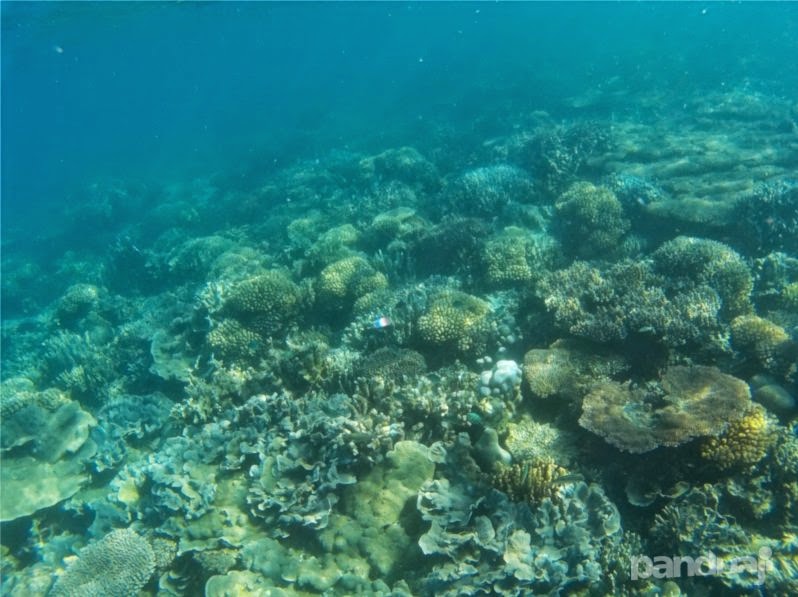 Foto Underwater Bawean