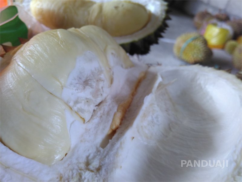  Durian