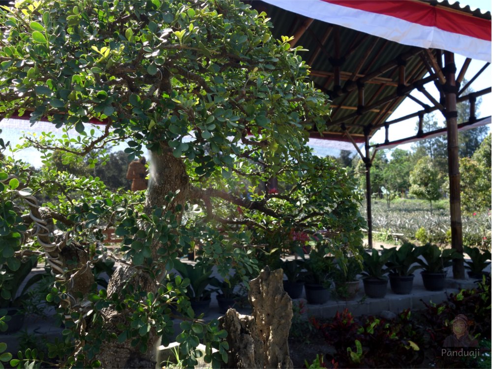 Pohon bonsai di Kampung Anggrek