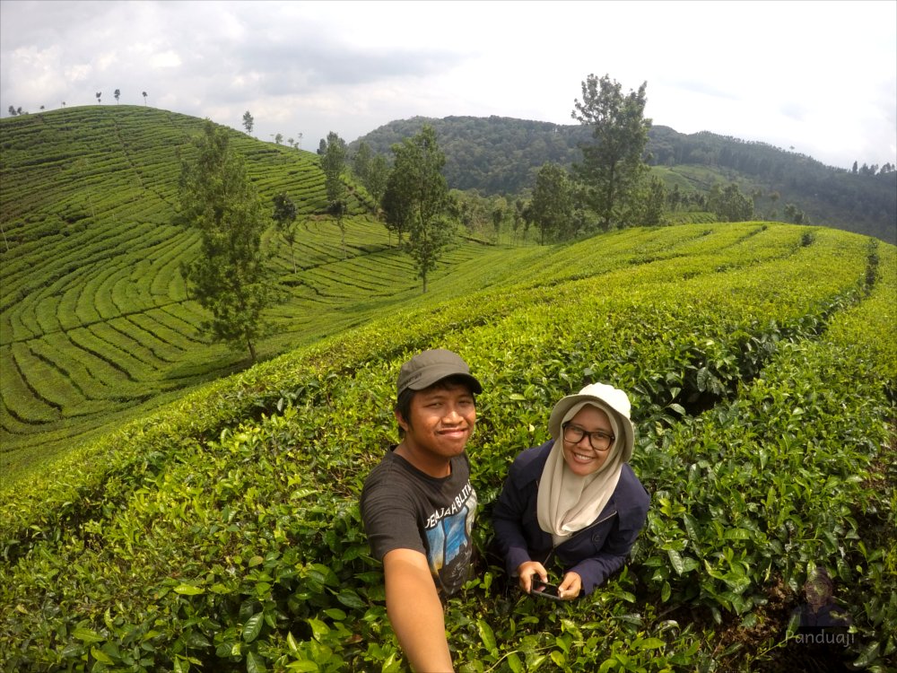 Kebun Teh Sirah Kencong