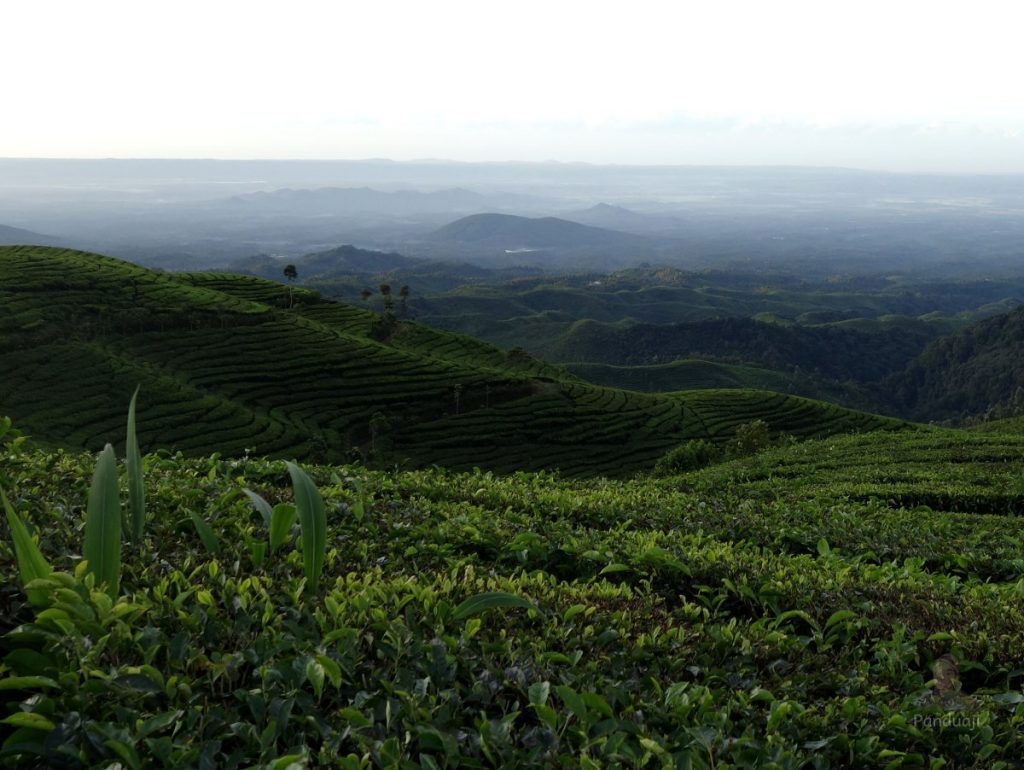 Pemandangan pagi di Brak Papat Sirah Kencong Blitar