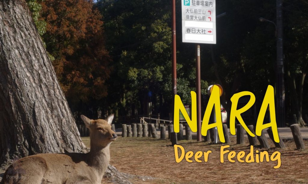 Nara Deer Feeding