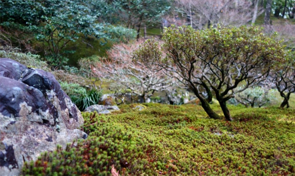 Lumut di Ginkakuji Temple, Tokyo