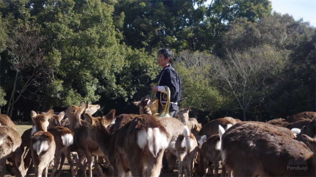 Itinerary 12 Hari Liburan Backpacker ke Jepang 8 Nara Deer Feeding