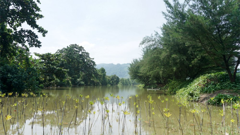 Pembibitan Pohon Bakau di Pantai Jolosutro