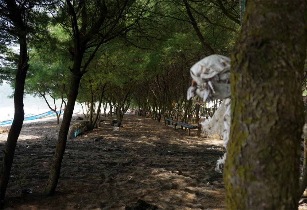 Pepohonan Cemara di Pantai Jolosutro