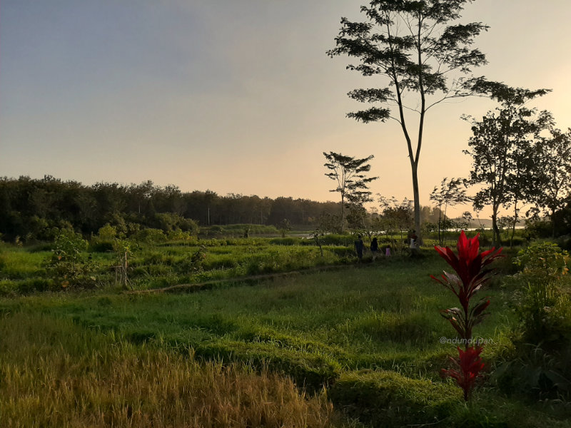 Pemandangan sawah dekat sungai Brantas