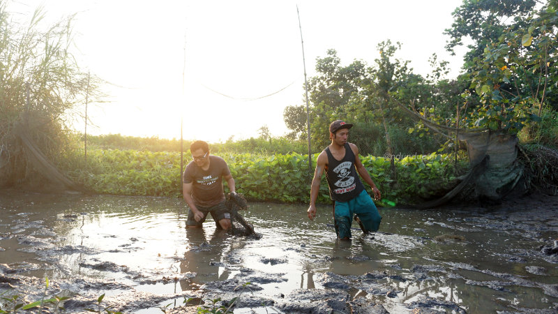 Mencari ikan di kubangan