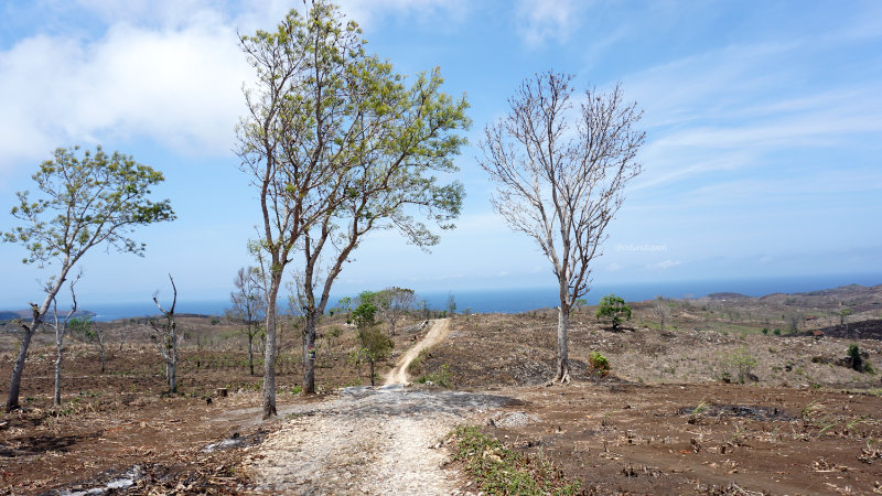 Jalan ke Pantai Pudak