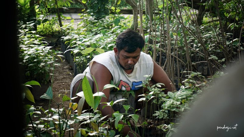 Pembibitan Pohon di Rumah Caping