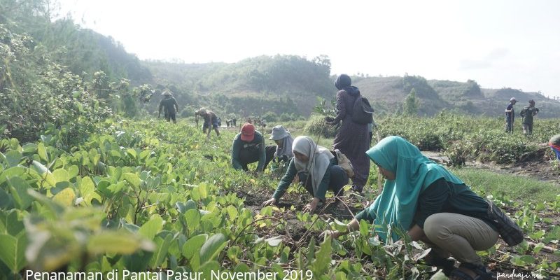 Nandur Pangerten Kunci Sukses Pelestarian Lingkungan 1 Penanaman di Pantai Pasur