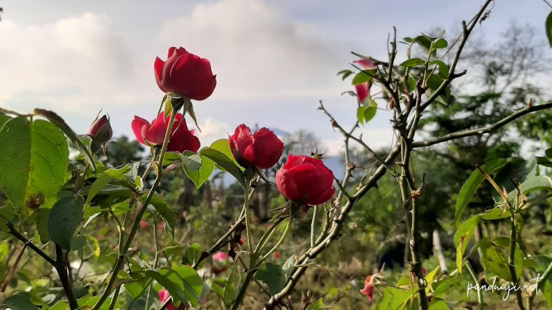 Kebun Bunga Mawar