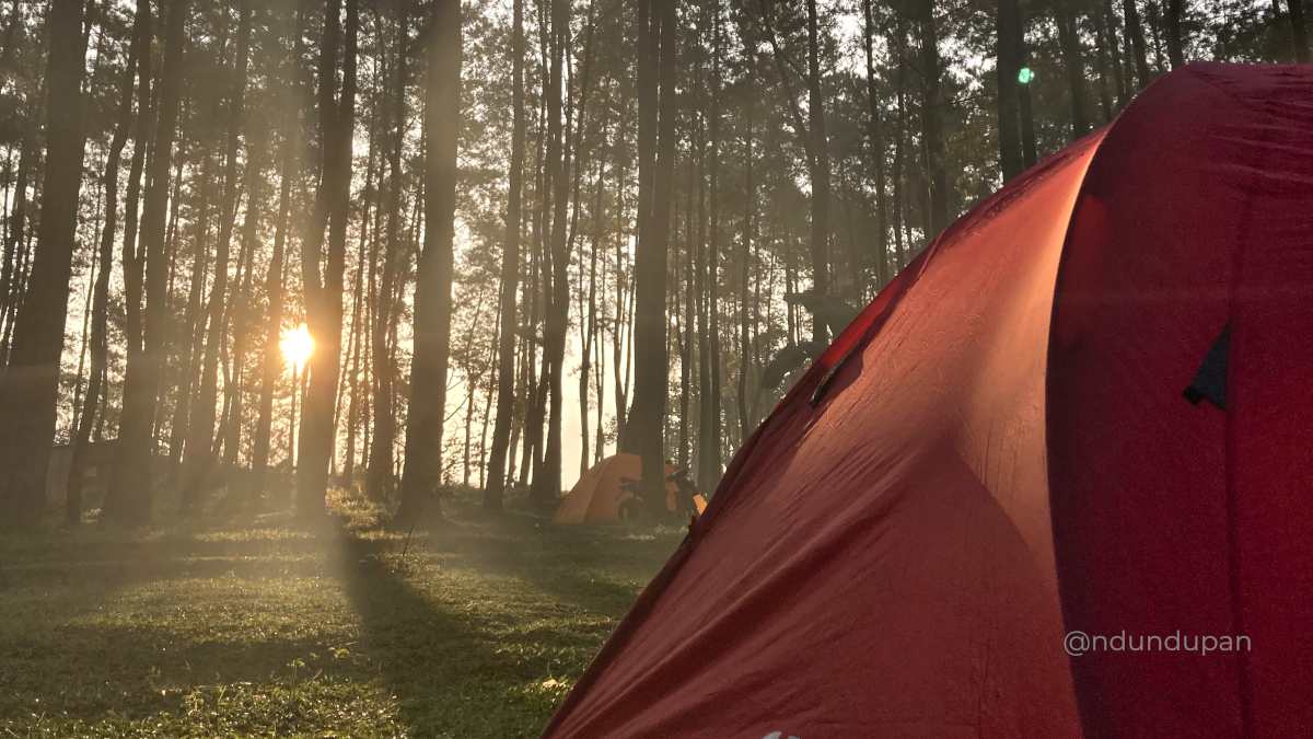 Camping di Hutan Pinus Loji