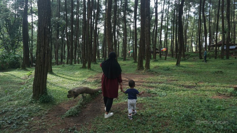Hutan Pinus Loji Blitar