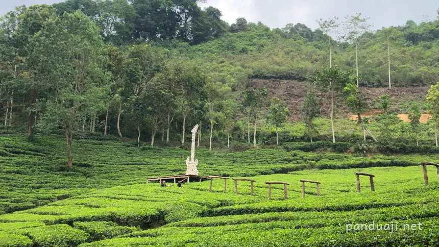 Pemandangan perkebunan teh sirah kencong