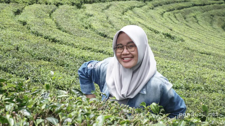 Pemandangan Kebun Teh Sirah Kencong dekat Candi