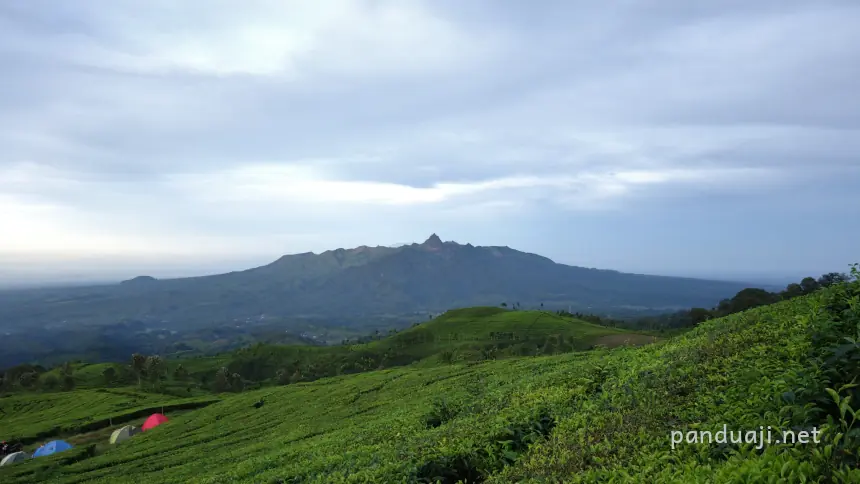 Perkebunan teh sirah kencong dari Brak Papat